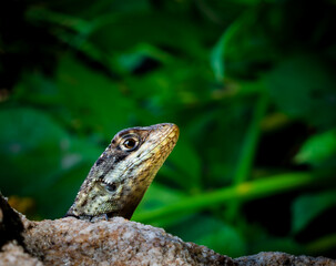 Obraz premium lizard on a rock