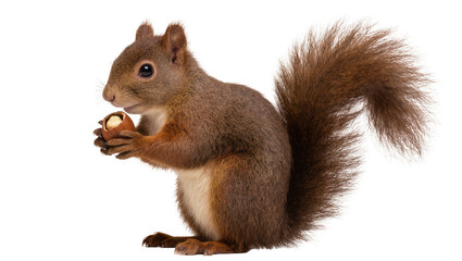 Brown Squirrel Holding Hazelnut in Paws, Bushy Tail © Rowan