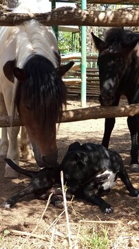 a close-up video of a black American dog bully with a white spot on its chest. The dog is actively scratching its right side with its back paw. At the same time, the head and neck of a brown pony appe