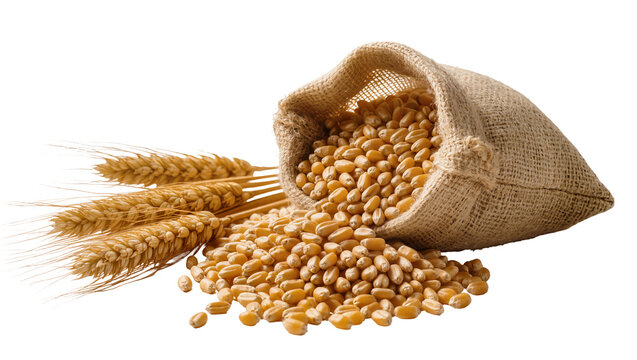 Burlap Sack Overflowing with Golden Wheat Grains and Sheaves