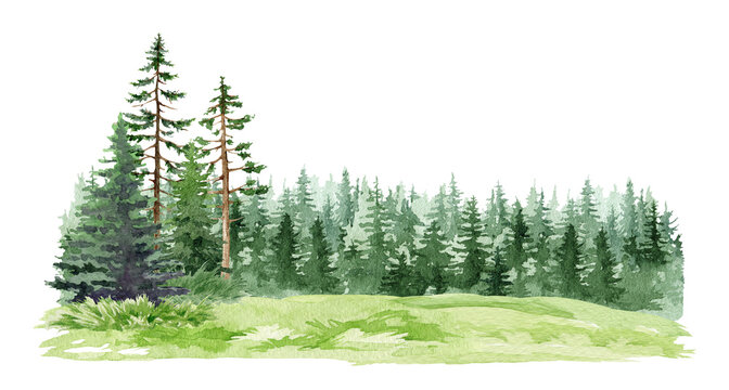 Forest landscape clipart watercolor illustration with pine trees meadow and distant woodland, hand drawn natural scene composition, detailed png backdrop isolated on transparent background.