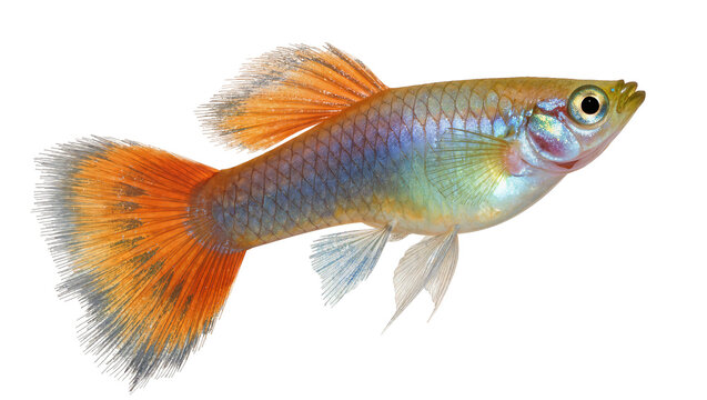 Vibrant male Endler s livebearer with orange tail and blue body