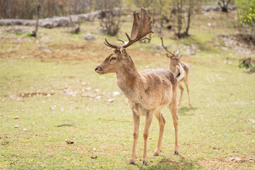 Fototapeta premium Red Deer Stag Standing in Meadow with Antlers in Soft Natural Light