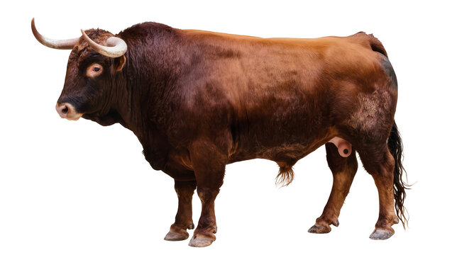 Dark brown muscular bull with curved horns standing sideways