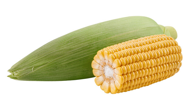 Fresh yellow corn cob with green husk and silk