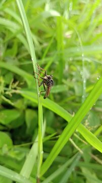 macro photo of robber fly (asilidae) on a leaf, predator of other insects