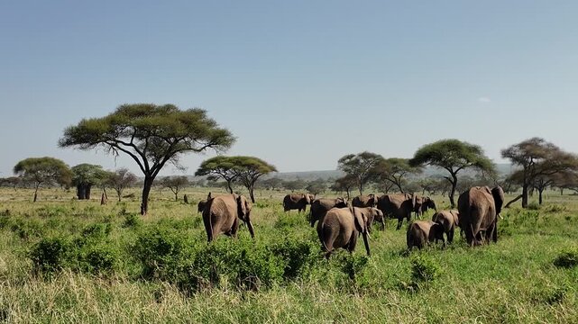 Kameraschwenk an einer gro&szlig;en Herde Afrikanischer Elefanten im Tarangire Nationalpark in Tansania 