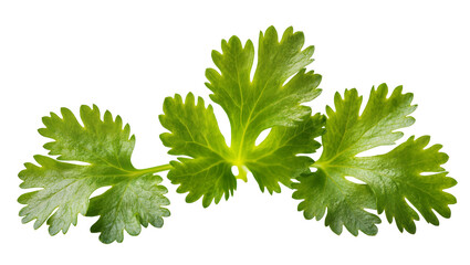 Vibrant Green Fresh Parsley Sprigs Arrangement © Rowan