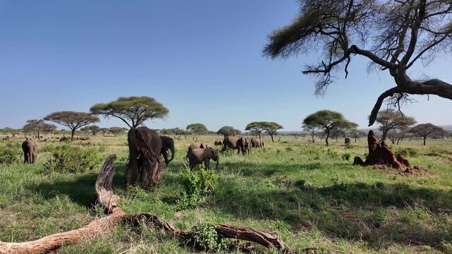 Kamera f&auml;hrt vorbei an einer gro&szlig;en Herde Afrikanischer Elefanten im Tarangire Nationalpark in Tansania 