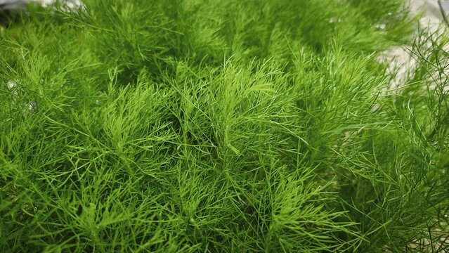Soft green feathery leaves of Eupatorium capillifolium, variety 'Elegant Plume', garden green texture