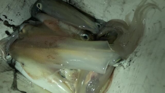 Several freshly caught squid display wet bodies with pale, reddish, and bluish tones, visible fins, large reflective eyes, and chromatophores, highlighting their natural camouflage and fresh seafood.