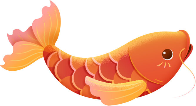 Cute Carp Fish