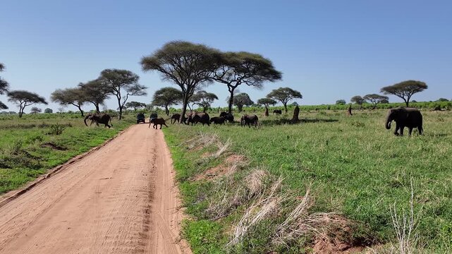 Eine gro&szlig;e Elefantenherde im Tarangire Nationalpark &uuml;berquert einen Weg und zwei Safari Autos halten an