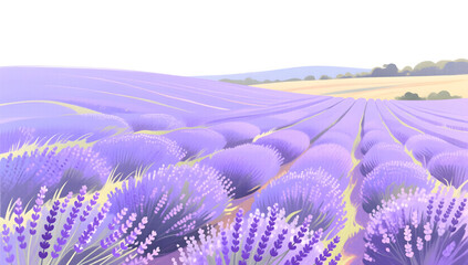 Obraz premium Lavender fields in summer showing romantic and charming views