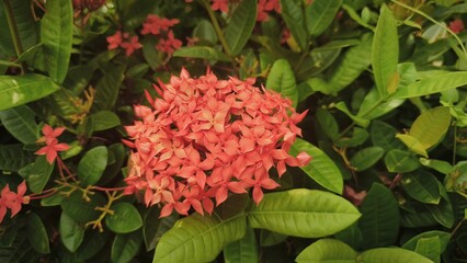 Fototapeta premium Close up of bouquet Beautiful Pink Orange Bunga Soka or Asoka or King Ixora flower chinensis blooming in garden. Red spike flower, Rubiaceae,