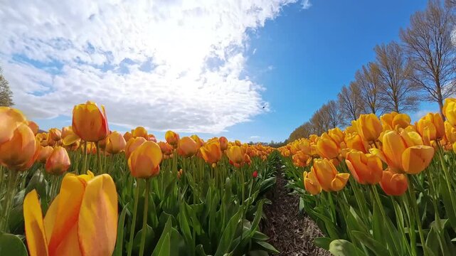 A wide, visually striking shot of bright orange tulips arranged in long, parallel rows stretching into the distance. The composition emphasizes leading lines, depth, and symmetry, capturing a classic