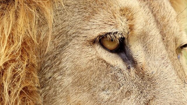 Close-up, male lion&rsquo;s eye and face detail showing intense gaze in the African wild