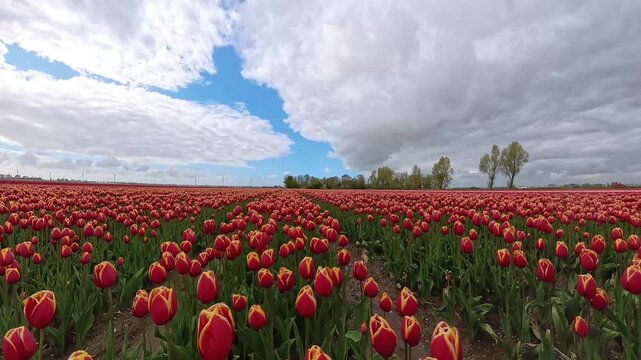 A smooth tracking shot moving through rows of bright red tulips in full bloom. The camera glides between the flowers, emphasizing depth, motion, and rich color, capturing the beauty of a Dutch tulip f