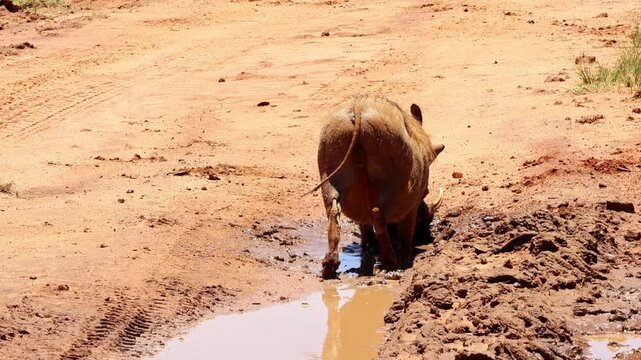 Warthog relaxing in a mud wallow on a dusty road during a hot African day