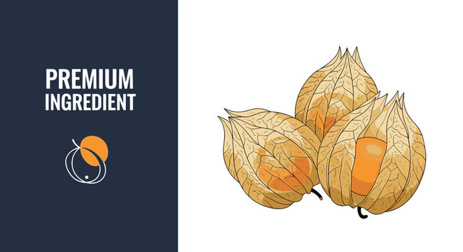 Gourmet illustration of three physalis fruits in their golden husks is set against a dark background with text.