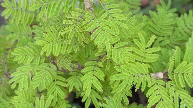 Detailed view of feathery green leaves of a Shami plant captured in a smooth orbiting motion, highlighting fine textures and layered foliage under soft natural daylight.
