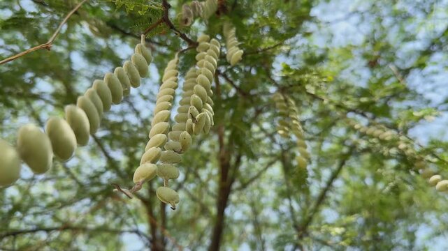 Long, bead-like seed pods of a Babul tree hang from slender branches, gently swaying in natural light with a soft green canopy blurred in the background.