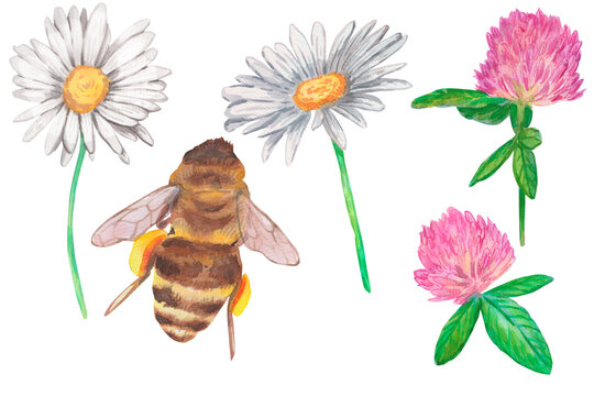 Watercolor set on white with bumblebee, two daisies and two pink clover heads isolated on white. Perfect for garden blogs, summer greeting cards, scrapbooking, and nature stickers