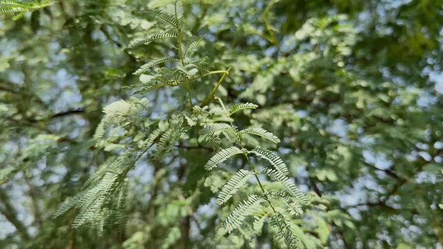 Close view of delicate bipinnate leaves of a Babul tree gently swaying in sunlight, showcasing fine leaflets and soft natural background in a calm outdoor setting.
