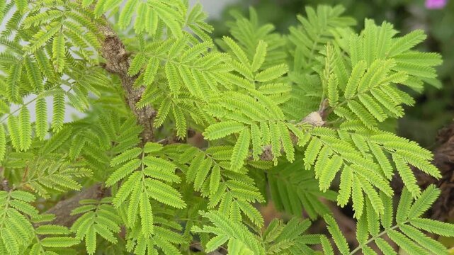 Close view of a Shami plant branch with delicate, feathery green leaves gently swaying in the breeze, highlighted by soft natural light and shallow depth of field.