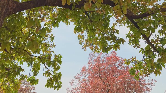 Low-angle view through a Mahua tree canopy with green leaves forming a natural frame, revealing a distant mahua tree with soft reddish autumn foliage under a pale sky.