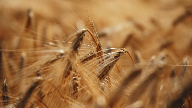 Tight close-up of multiple barley ears grouped together, their fine awns catching warm sunlight while gently bending in the breeze, with a soft blurred golden background.