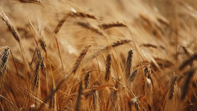 Wide close-up view of ripened barley heads moving gently in the breeze, creating a soft flowing pattern of golden tones under warm natural sunlight in an open field.