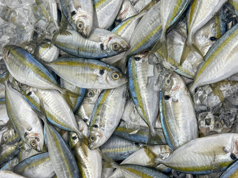 Fresh Fish Displayed on Crushed Ice at Market