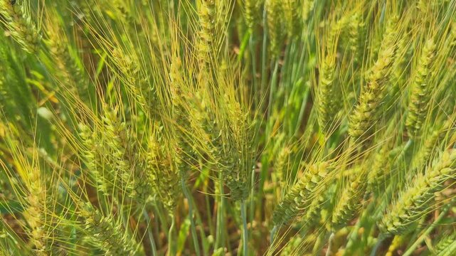 Top angle view of green wheat heads with long awns clustered densely, sunlight highlighting fine textures and layered patterns across a lush agricultural field.