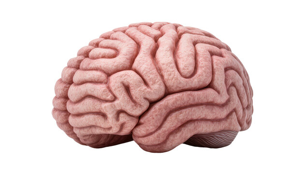 Detailed human brain anatomy with complex convolutions and pinkish hue