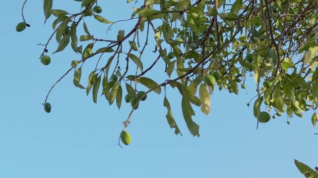Fresh green mangoes dangling from slender branches, gently swaying against a clear blue sky, with sunlit leaves adding a vibrant tropical feel to the natural scene.