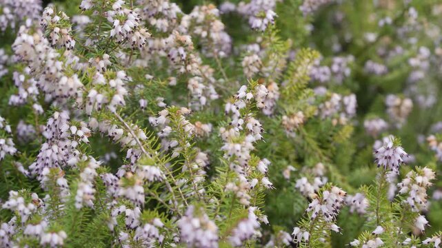 Winter Heath (Erica carnea) Plant In Full Bloom In Springtime. Close-up Shot