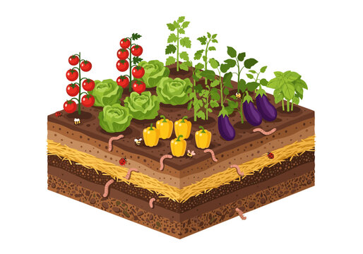 Cross-section of a vibrant garden bed showcasing healthy soil layers and diverse vegetables