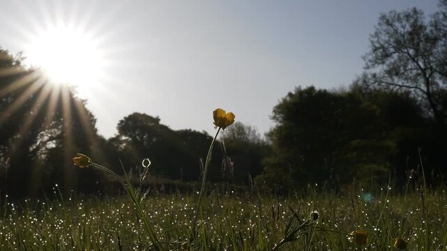 4K close-up video of yellow buttercup in dewy grass with sun flare.
