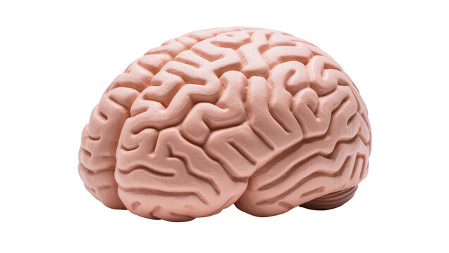 Pink Human Brain Model with Complex Folds and Grooves
