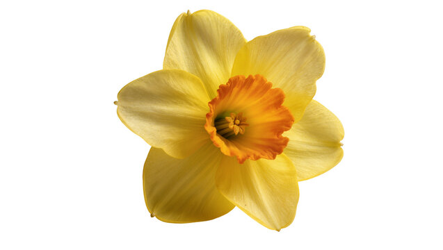 Yellow orange Daffodil flower with central cup detail