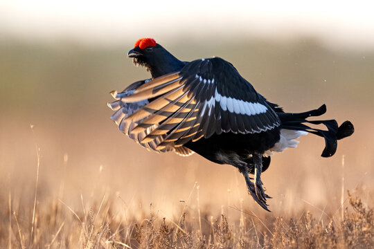 Black grouse jumping in the bog site at sunrise