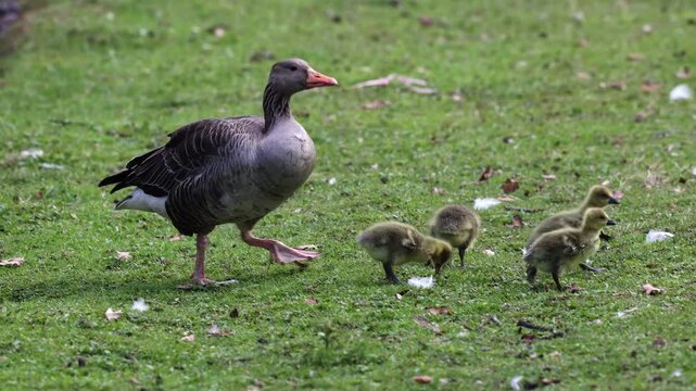 Family of greylag geese with small babies. The greylag goose, Anser anser is a large goose species of the waterfowl family Anatidae