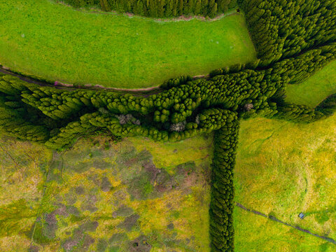 Aerial view of vibrant green fields intricately bordered by winding lines of dense forest, Terceira, Azores, Portugal.