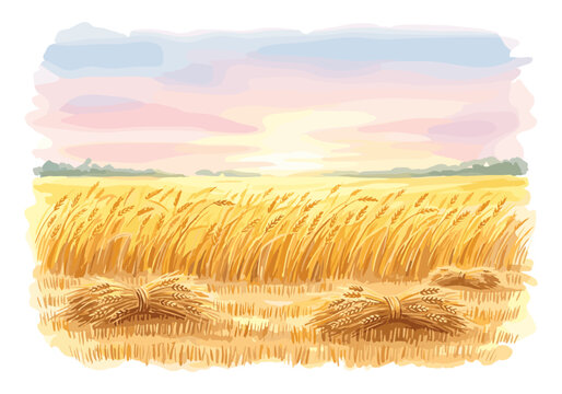 Golden wheat field at sunset with harvested sheaves ready for collection