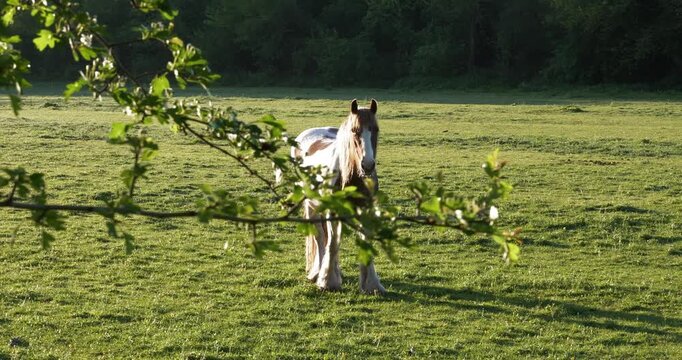 4K video of piebald horse standing in a lush sunlit pasture.