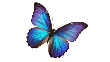 Blue purple iridescent Morpho butterfly with delicate wings © Ines