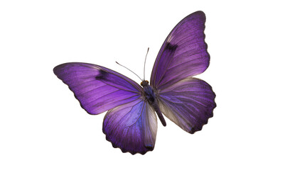 Purple iridescent Butterfly with delicate wings and antennae © Ines