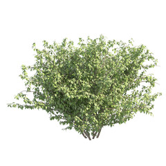 Obraz premium Lilac bush without flowers isolated transparent background 3d rendering PNG 16 bit with alpha channel 