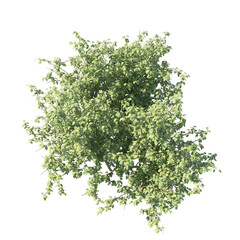 Obraz premium Lilac bush top view without flowers isolated transparent background 3d rendering PNG 16 bit with alpha channel 